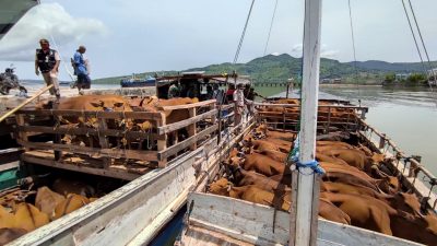 Aparat Gabungan Kota Bima Gagalkan Penyelundupan Sapi dari Flores