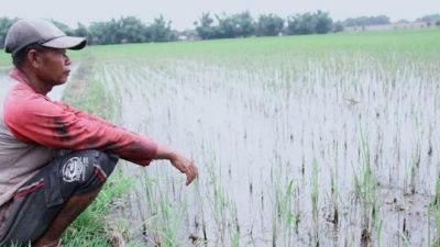 Harga Pupuk Bersubsidi Melambung, Petani di Ende Menjerit