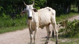 Ternak Sapi/Foto Savanaparadise.com