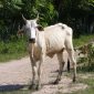 Ternak Sapi/Foto Savanaparadise.com