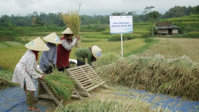 BRI Dukung Pengembangan Ekosistem Padi Untuk Perkuat Ketahanan Pangan Nasional