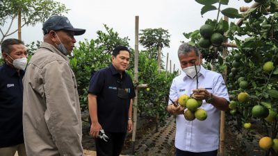 Kunjungi Petani Jeruk, Menteri BUMN Erick Thohir Apresiasi Klaster Pertanian Binaan BRI