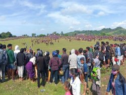 Pasola Lamboya Berlangsung Aman, Pengunjung Merasa Puas