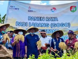 Begini kata Kepala Desa Wetana saat Kegiatan Panen Raya Padi Gogo Kerja Sama Bank NTT