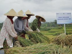 Pembiayaan Ultra Mikro Selamatkan Petani dari Jeratan Renternir