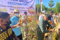Gubernur NTT, Viktor Bungtilu Laiskodat, saat melakukan panen jagung di Desa Anakoli Kecamatan Boawae, Kabupaten Nagekeo. Didampingi Bupati Don Bosco Do, Dirut Bank NTT, Harry Alexander Riwu Kaho, Direktur TI dan Operasional, Hilarius Minggu dan pejabat terkait. (Foto: Humas Bank NTT)