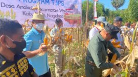 Gubernur NTT, Viktor Bungtilu Laiskodat, saat melakukan panen jagung di Desa Anakoli Kecamatan Boawae, Kabupaten Nagekeo. Didampingi Bupati Don Bosco Do, Dirut Bank NTT, Harry Alexander Riwu Kaho, Direktur TI dan Operasional, Hilarius Minggu dan pejabat terkait. (Foto: Humas Bank NTT)