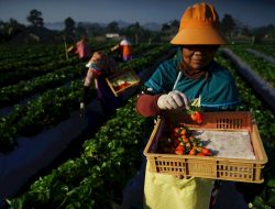 Penyaluran KUR BRI Tingkatkan Kesejahteraan Masyarakat