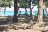 Komodo- Nampak para Komodo di Taman Nasional Komodo berkeliaran disekitar Pulau Komodo. Oleh pemerintah Provinsi telah menetapkan TNK sebagai Wilayah Konservasi. Meski Sebagai Wilayah Konservasi, Para Wisatawan Tetap Bisa berkunjung namun akan dilakukan Pembatasan Jumlah Kunjungan dan Kenaikan Tarif masuk guna mendukung Program Konservasi.Foto : Fidel Nogor/Fortuna.Press