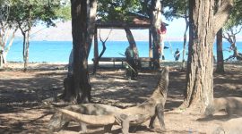 Komodo- Nampak para Komodo di Taman Nasional Komodo berkeliaran disekitar Pulau Komodo. Oleh pemerintah Provinsi telah menetapkan TNK sebagai Wilayah Konservasi. Meski Sebagai Wilayah Konservasi, Para Wisatawan Tetap Bisa berkunjung namun akan dilakukan Pembatasan Jumlah Kunjungan dan Kenaikan Tarif masuk guna mendukung Program Konservasi.Foto : Fidel Nogor/Fortuna.Press