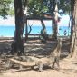 Komodo- Nampak para Komodo di Taman Nasional Komodo berkeliaran disekitar Pulau Komodo. Oleh pemerintah Provinsi telah menetapkan TNK sebagai Wilayah Konservasi. Meski Sebagai Wilayah Konservasi, Para Wisatawan Tetap Bisa berkunjung namun akan dilakukan Pembatasan Jumlah Kunjungan dan Kenaikan Tarif masuk guna mendukung Program Konservasi.Foto : Fidel Nogor/Fortuna.Press