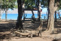 Komodo atau Varanus komodoensis adalah spesies endemik yang hidup secara liar di Pulau Komodo dan Pulau sekitarnya. Hewan purba yang sudah ada sejak 40 juta tahun sebelum masehi ini semakin lama spesies ini terancam oleh dampak perubahan iklim. Komodo telah berpindah kategori dari 
