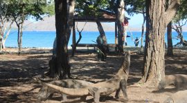 Komodo atau Varanus komodoensis adalah spesies endemik yang hidup secara liar di Pulau Komodo dan Pulau sekitarnya. Hewan purba yang sudah ada sejak 40 juta tahun sebelum masehi ini semakin lama spesies ini terancam oleh dampak perubahan iklim. Komodo telah berpindah kategori dari 