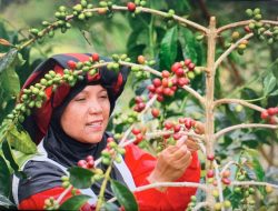 Buah Kopi Takengon Aceh sampai ke Amerika Serikat, Ini Buah Pemberdayaan UMKM BRI