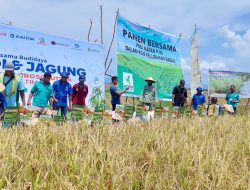 Dibantu Benih 500 Kg Benih Padi  Oleh Bunda Julie, Ratusan Petani di Kabupaten Kupang Panen Raya