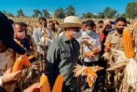 Gubernur NTT panen Jagung hasil dari Program TJPS di Sumba Barat Daya belum lama ini (Foto: Biro Adpim)