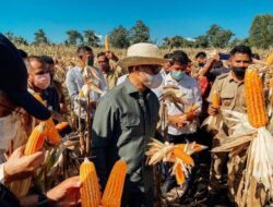 1000 Ton Jagung Program TJPS yang Dibiayai Bank NTT Siap Dikirim ke Luar NTT