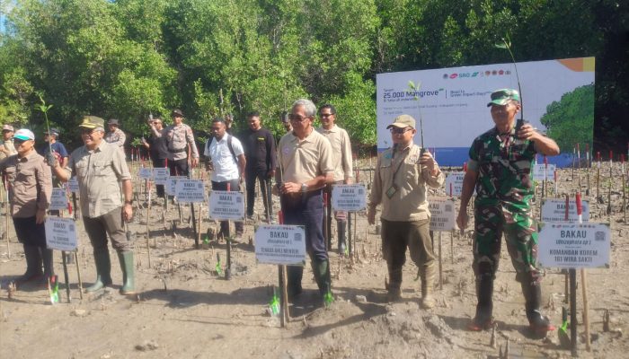 1.000 Anakan Mangrove Ditanam BPDAS Noelmina di TWAL Teluk Kupang