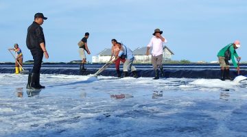 PT Garindo Panen Perdana Garam di Sabu Raijua, Tonggak Menuju Swasembada Garam Nasional