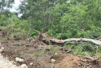 Pohon pohon yang berada dikawasan hutan dengan tujuan khusus (KHDTK) Oelsonbay, Kota Kupang dirubuhkan pada sisi kiri dan kanan pengerjaan jalan. Tindakan kontraktor pelaksana ini masuk dalam kategori perambahan hutan karena tidak ada ijin. 