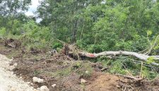 Pohon pohon yang berada dikawasan hutan dengan tujuan khusus (KHDTK) Oelsonbay, Kota Kupang dirubuhkan pada sisi kiri dan kanan pengerjaan jalan. Tindakan kontraktor pelaksana ini masuk dalam kategori perambahan hutan karena tidak ada ijin.