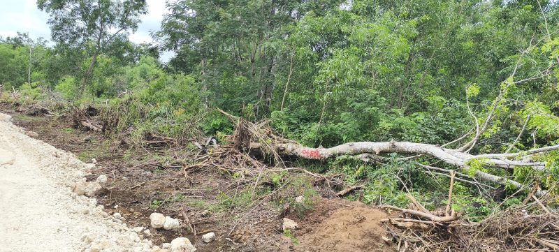 Pohon pohon yang berada dikawasan hutan dengan tujuan khusus (KHDTK) Oelsonbay, Kota Kupang dirubuhkan pada sisi kiri dan kanan pengerjaan jalan. Tindakan kontraktor pelaksana ini masuk dalam kategori perambahan hutan karena tidak ada ijin. 