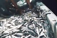 Pada menit ke 14 hingga menit akhir ikan yang dibuang merupakan ikan jenis kowi atau tembang