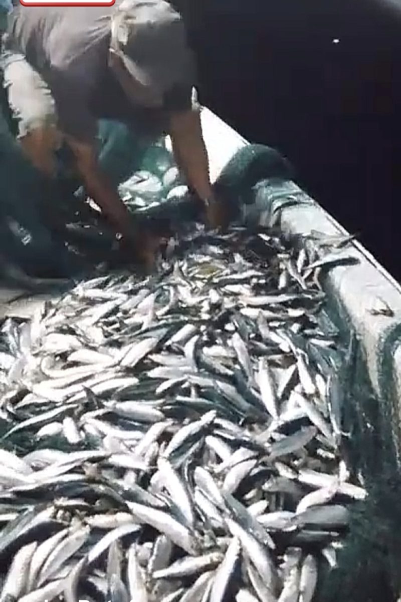 Pada menit ke 14 hingga menit akhir ikan yang dibuang merupakan ikan jenis kowi atau tembang