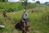 Salah satu aktivitas pengelolaan lahan perhutanan sosial di NTT oleh perempuan