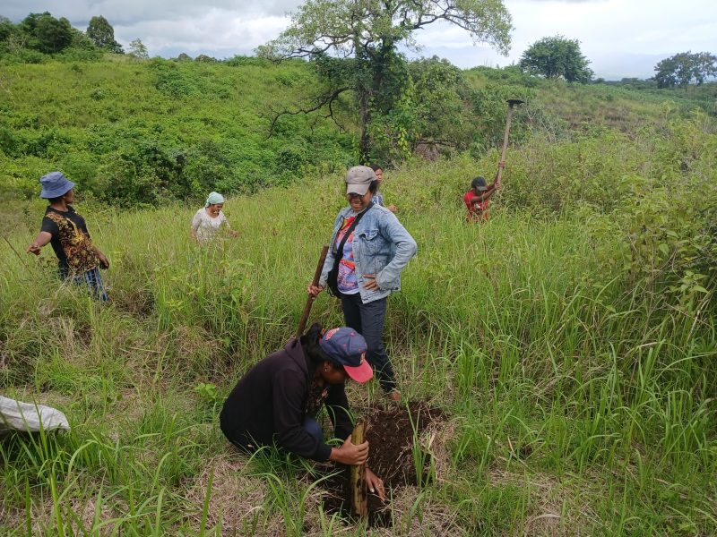 Salah satu aktivitas pengelolaan lahan perhutanan sosial di NTT oleh perempuan