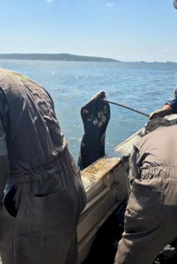 Tumpahan MFO Cemari Pesisir Semau, Polda NTT Kawal Proses Pembersihan